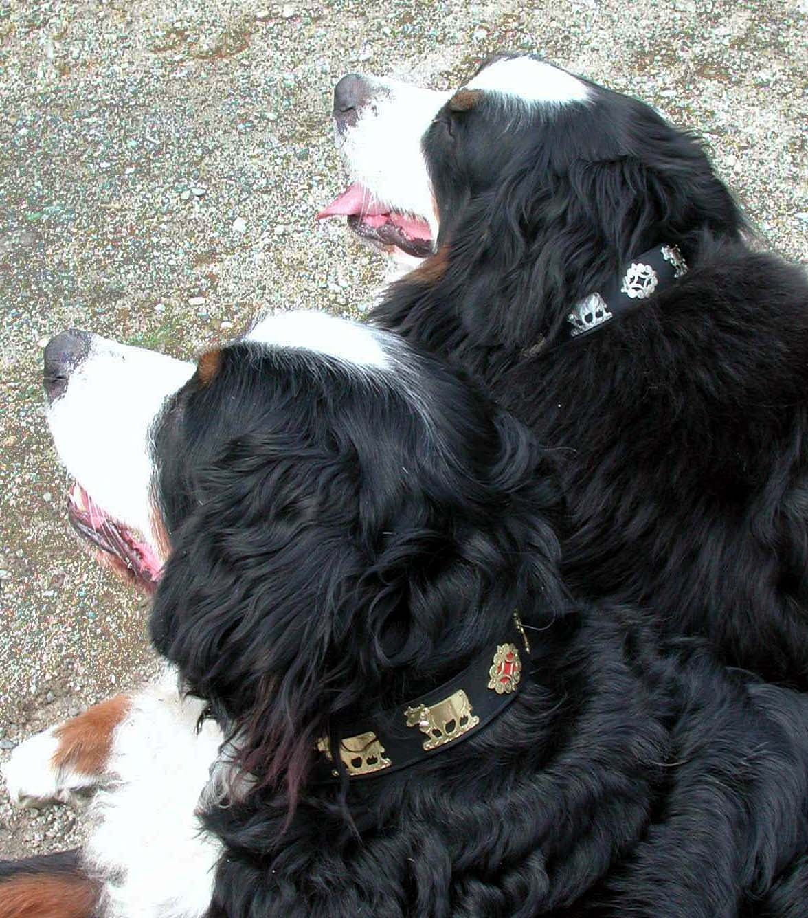 Dog Collars - Dog Leads - Original St. Moritz Collar - 3 Color Options –  Canine Styles