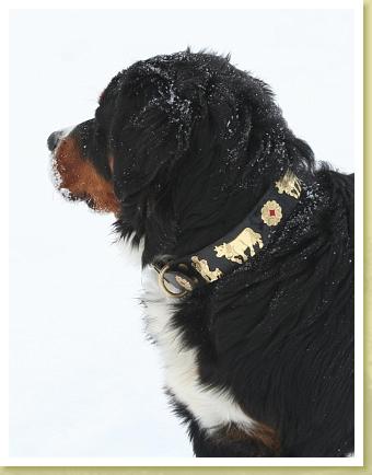 1 1/4 Medium Contemporary Swiss Dog Collar – Alpen Schatz