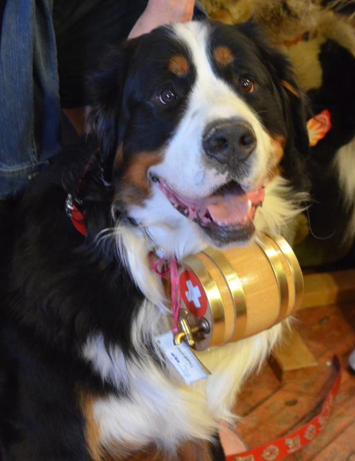 Shops bernese mountain dog with barrel