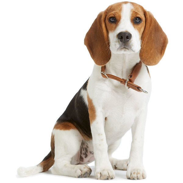 Beagle training collars hotsell